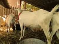 बकरियाँ (लॉट, लिंग निर्दिष्ट नहीं), Saanen goat — फ़ोटो 3