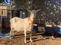 Cabra, Saanen goat — foto 1