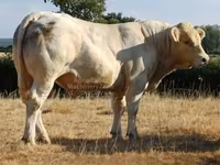 Toro, Charolais cattle — foto 1