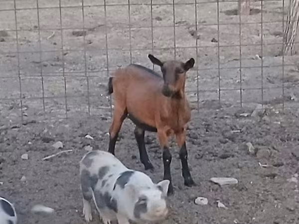 Cabra, Alpine goat