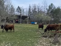 Vache, Dexter — photo 2