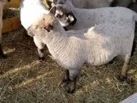 Ovce, Shroshire sheep — foto 2