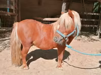 घोड़ा, Shetland Pony — फ़ोटो 3