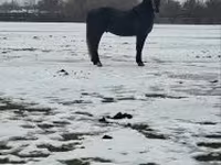 Cheval, Lipizzaner — photo 1