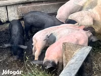 Sow, Pigs — photo 2