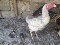 Chickens — foto 4
