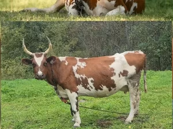 Vache, Ayrshire