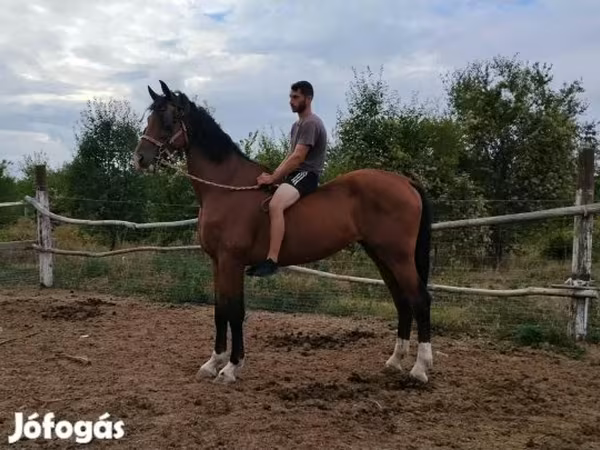 Kůň, Dutch warmblood horse