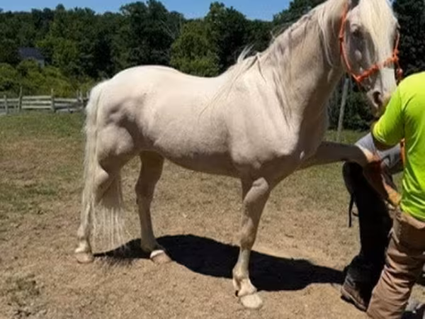 公马, Kentucky mountain daddle horse