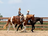 Cheval, Pinto horses — photo 7