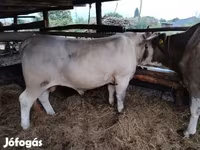 सांड, Charolais cattle — फ़ोटो 2