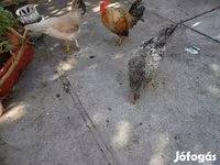 Japonský bantam — foto 4