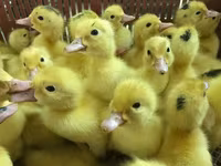 Ducks — Foto 6