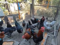 Marans — Foto 2