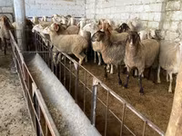 Brebis, Awassi sheep — photo 1