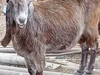 Cabra, Damask goat — foto 4