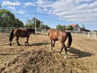 Hengst, Pferde — Foto 6