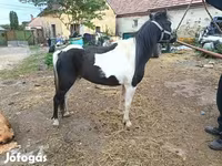 Klisna, Koně — foto 2