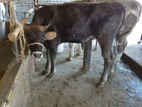 Vache, Russian Black pied cattle — photo 6