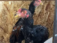 Chickens — zdjęcie 6