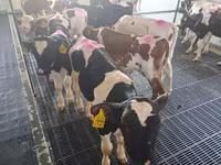 Byk, Russian Black pied cattle — zdjęcie 5