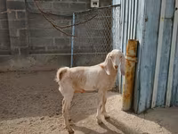 母山羊, Kamori goats — 照片 4