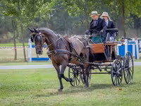घोड़ा, Nonius horse — फ़ोटो 7
