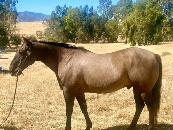 Hengst, Quarter Horse