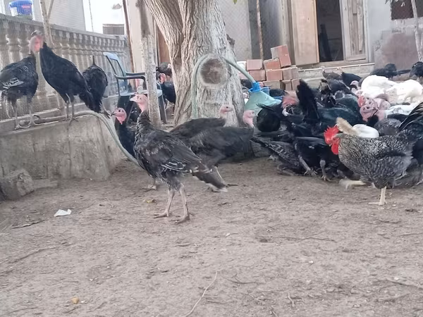 अमेरिकन बफ