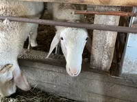Ram, Assaf sheep — photo 2