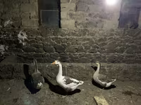 Geese — फ़ोटो 2