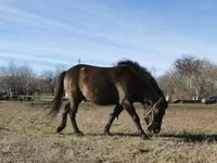 Horse (M), Hucul pony — photo 1