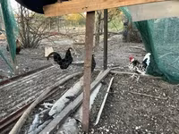 Chickens — Foto 4
