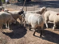 كبش, Ile-de-France sheep — الصورة 4