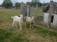公羊, Merino sheep — 照片 3