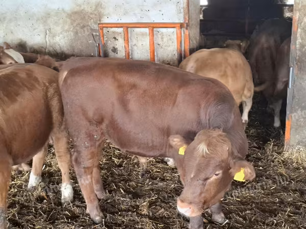 Toro, Simmental cattle
