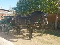母马, Hungarian horse breed — 照片 5