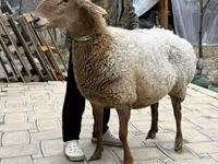Brebis, Awassi sheep — photo 4