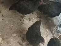 Rhode Island Red — foto 3