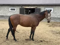 Hengst, Thoroughbred horse — Foto 8