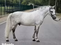 Cheval, Falabella — photo 3
