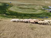 母羊, Balbas sheep — 照片 8