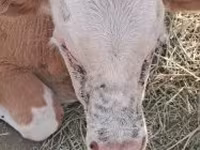 Býk, Simmental cattle — foto 1