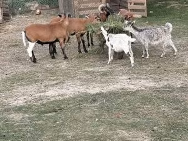 Sheep, Cameroon sheep