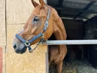 Égua, Polish pony — foto 3