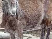 Cabra, Damask goat — foto 5