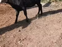 गाय, मवेशी — फ़ोटो 5