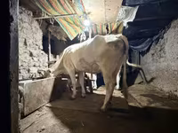 Vache, Ukrainian Brown Dairy Cattle — photo 4