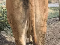 Vaca, Ganado vacuno — foto 2