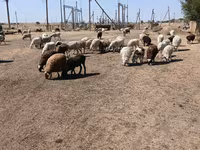 Brebis, Edilbay sheep — photo 8